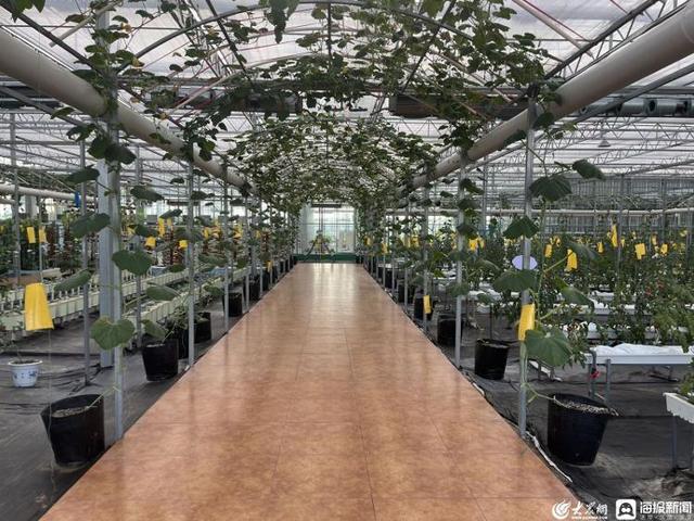 諸城市龍都街道 實施綠色興農(nóng) 打造生態(tài)農(nóng)業(yè)新樣板